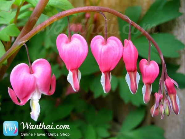 ขายส่ง ดอกรูปหัวใจ Bleeding Heart (Dicentra)