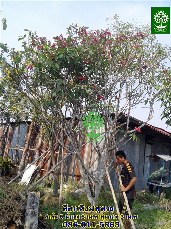 ขายต้นลีลาวดีชมพูพวงฟอร์มสวย | จริงใจไม้มงคล แอนด์ แลนด์สเคป - ลำลูกกา ปทุมธานี