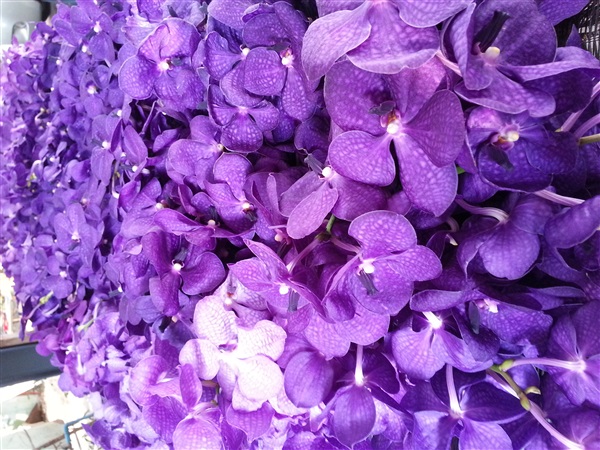 แวนด้าตัดดอก | praeworchids - ท่ามะกา กาญจนบุรี