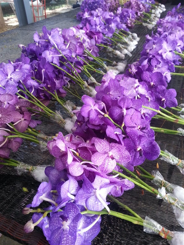 ดอกแวนด้า | praeworchids - ท่ามะกา กาญจนบุรี
