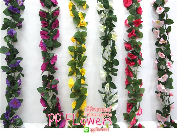 เถาวัลย์ดอกลำโพรง | PP Flowers  - สัมพันธวงศ์ กรุงเทพมหานคร
