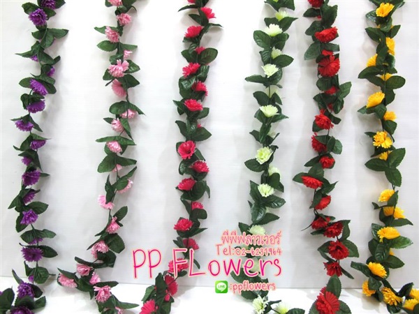 เถาวัลย์ดอกคาเนชั้นจิ๋๋ว  | PP Flowers  - สัมพันธวงศ์ กรุงเทพมหานคร