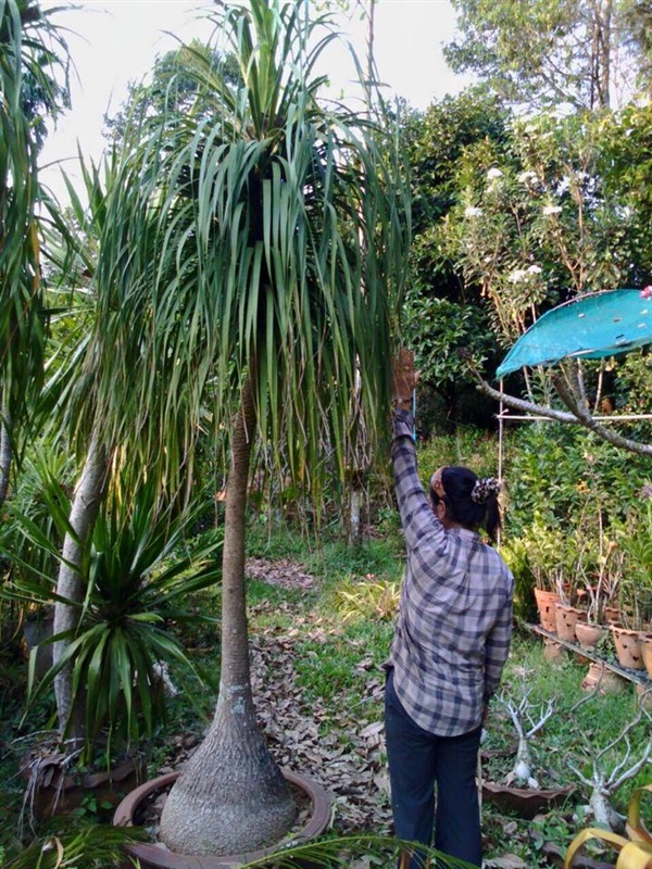 แซ่หางม้า ต้นใหญ่ อายุกว่า 18 ปี | คุณนิค - ละแม ชุมพร