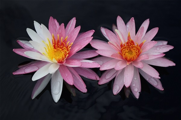 บัว Pink Dawn Nymphaea