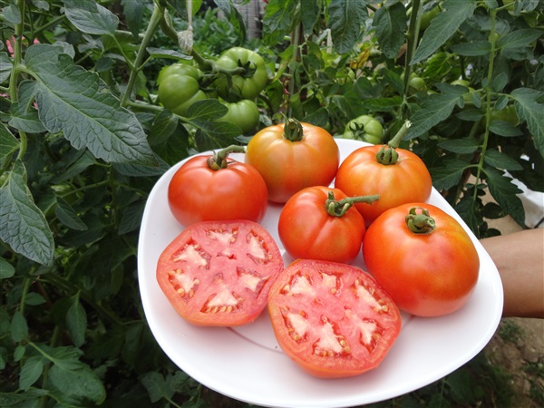 มะเขือเทศทานสด  Beefsteak tomato  | สวนแสงตะวัน - เทิง เชียงราย