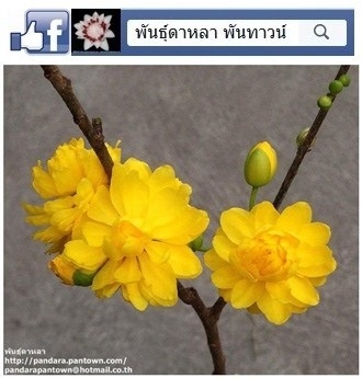 อองเจียเซิน | พันธุ์ดาหลา - เมืองเชียงใหม่ เชียงใหม่