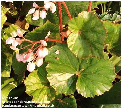 Begonia