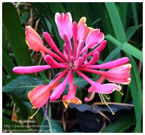 ดอกสายน้ำผึ้งสีชมพู ดอกหอม | พันธุ์ดาหลา - เมืองเชียงใหม่ เชียงใหม่