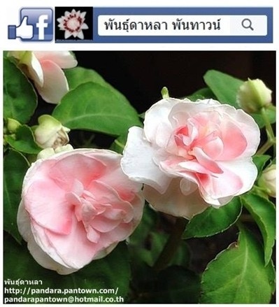 ดอกเทียนกุหลาบสีขาว+ชมพูอ่อน | พันธุ์ดาหลา - เมืองเชียงใหม่ เชียงใหม่