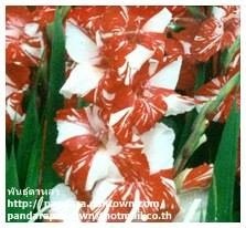 Gladiolus