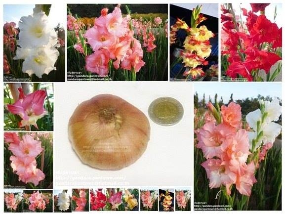 Gladiolus | พันธุ์ดาหลา - เมืองเชียงใหม่ เชียงใหม่