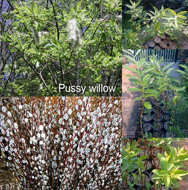 ต้น Pussy Willow