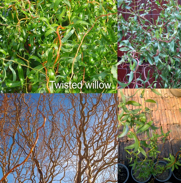 ต้น Twisted Willow | สวนมิตร - เมืองเชียงใหม่ เชียงใหม่