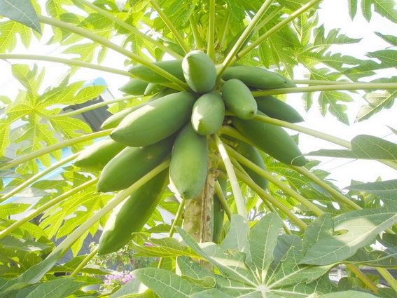 มะละกอแขกนวล | เกษตรพอเพียงเงินไหลเข้า - ท่ามะกา กาญจนบุรี