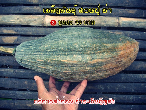 เมล็ดพันธุ์ผัก พื้นเมือง พื้นบ้าน | สวนปู่-ย่า   - ลอง แพร่