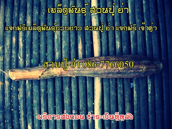 เมล็ดพันธุ์ผัก พื้นเมือง พื้นบ้าน