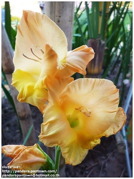 Gladiolus | พันธุ์ดาหลา - เมืองเชียงใหม่ เชียงใหม่