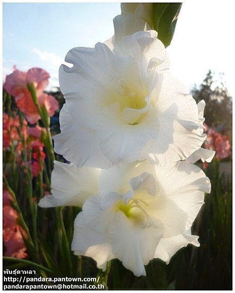 Gladiolus