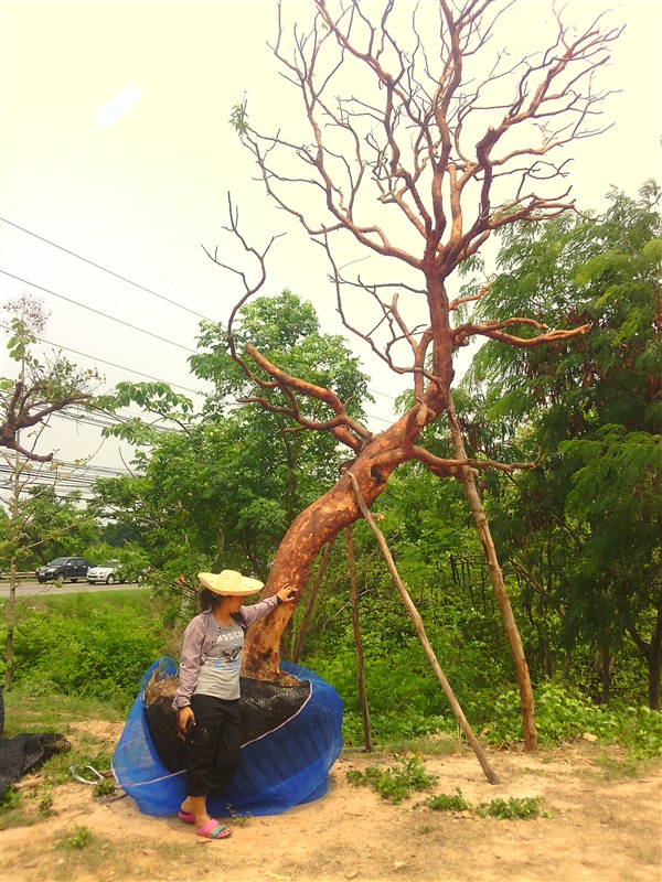 ต้นเสม็ดแดง | สวนบ้านต้นไม้ใหญ่ขอนแก่น - เมืองขอนแก่น ขอนแก่น