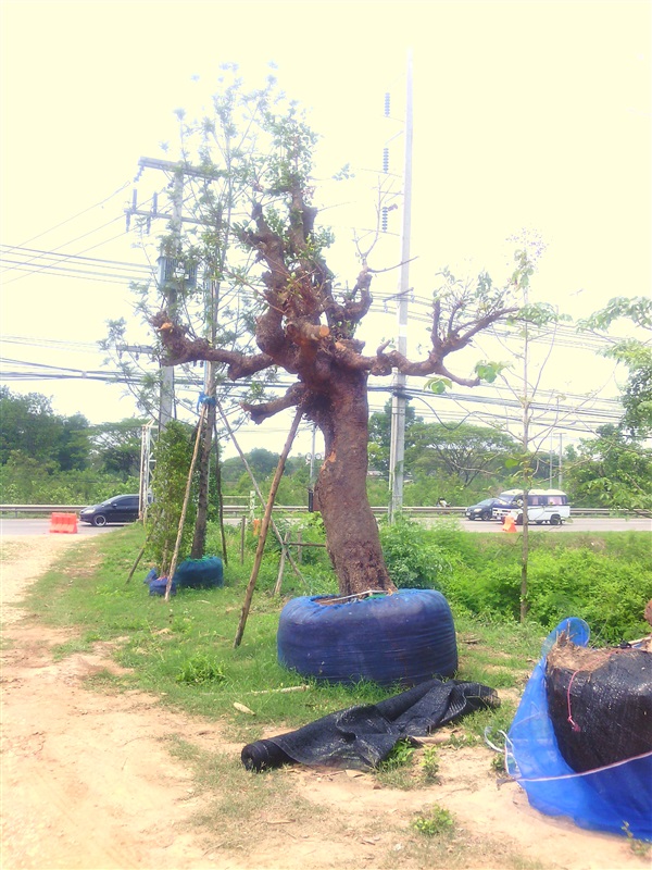 ต้นมั่งมี | สวนบ้านต้นไม้ใหญ่ขอนแก่น - เมืองขอนแก่น ขอนแก่น