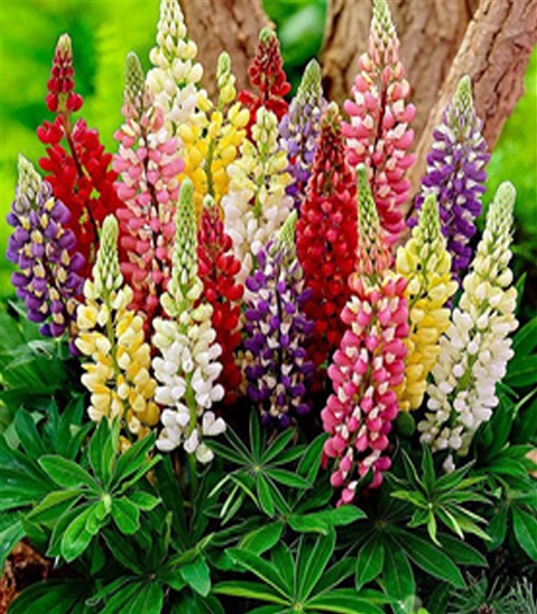 ดอกหางหมาป่า (Lupine) คละสี