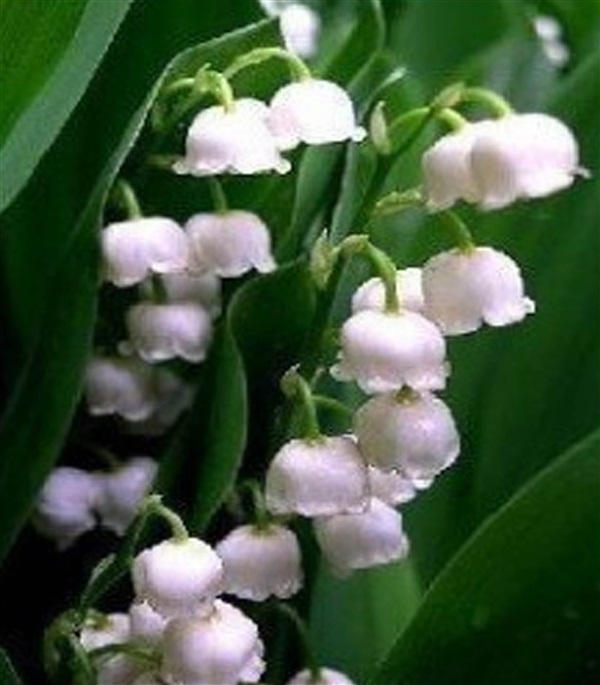 ลินลี่แห่งขุนเขา,ทิงเกอร์เบล,ระฆังแก้ว (Lily of the Valley) | ร้าน เป็นหนึ่ง - บางกรวย นนทบุรี