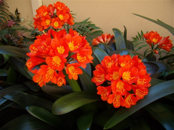 คลอเวีย (Clivia) ดอกร้อยล้าน