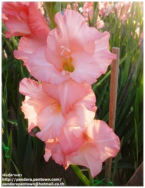 Gladiolus | พันธุ์ดาหลา - เมืองเชียงใหม่ เชียงใหม่