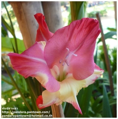 Gladiolus