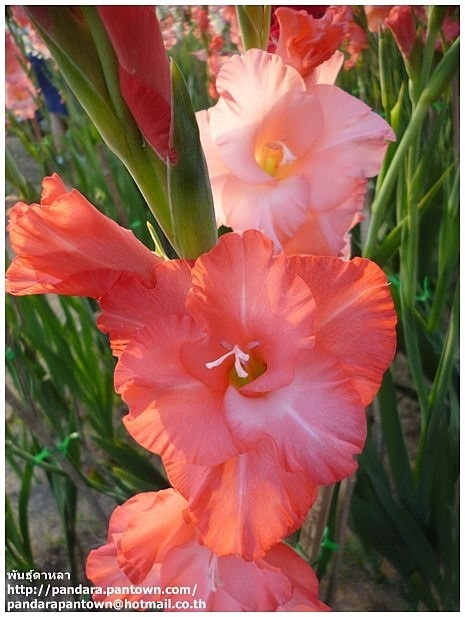 Gladiolus | พันธุ์ดาหลา -  