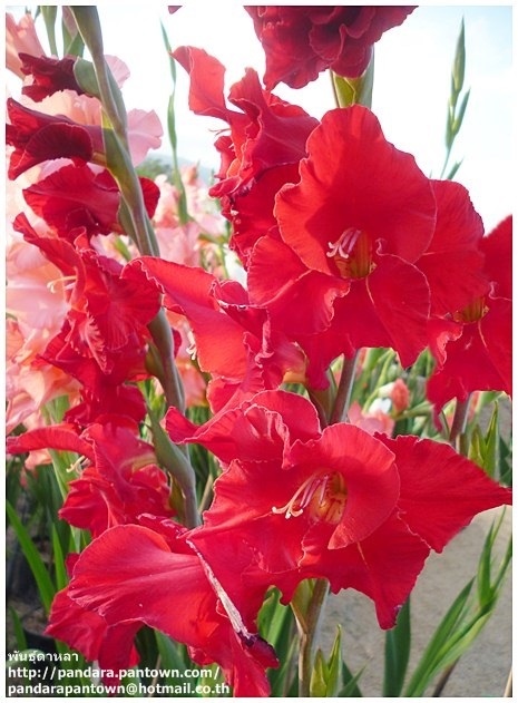 Gladiolus | พันธุ์ดาหลา - เมืองเชียงใหม่ เชียงใหม่