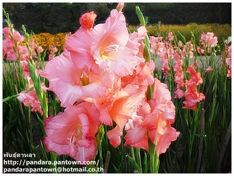 Gladiolus | พันธุ์ดาหลา - เมืองเชียงใหม่ เชียงใหม่