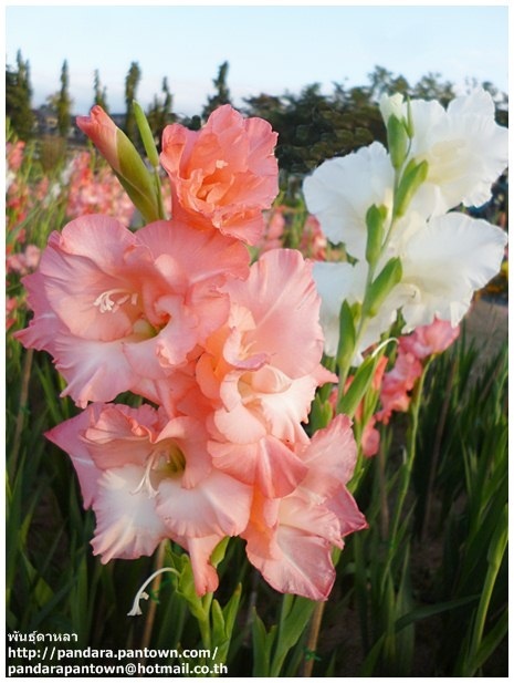 Gladiolus | พันธุ์ดาหลา - เมืองเชียงใหม่ เชียงใหม่