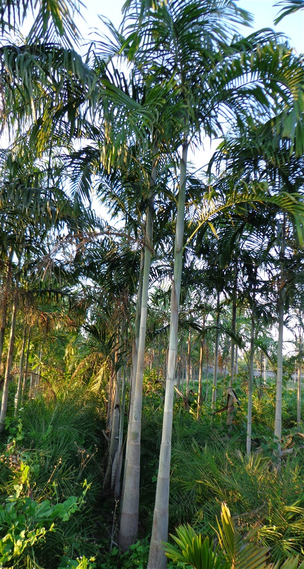 ปาล์มน้ำพุ  | ปาล์มและไม้จัดสวน - บ้านบึง ชลบุรี