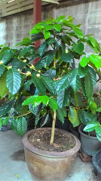 ต้นกาแฟอาราบิก้า (ออกดอก)