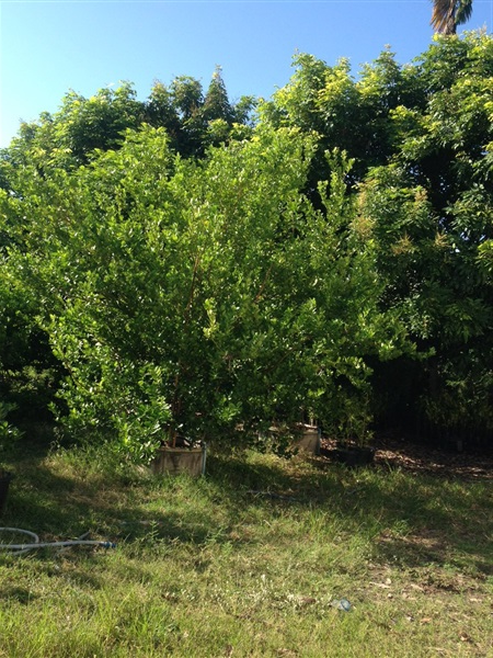 สวนมะนาว รังสิต คลอง7 ปทุมธานี ขายกิ่งตอนมะนาวแป้น | สวนมะนาวมงคล - คลองหลวง ปทุมธานี