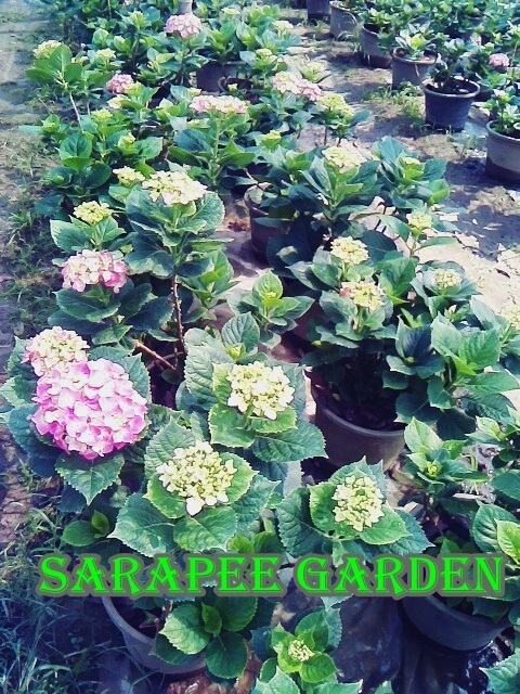 ไฮเดรนเยีย | sarapeegarden - สารภี เชียงใหม่