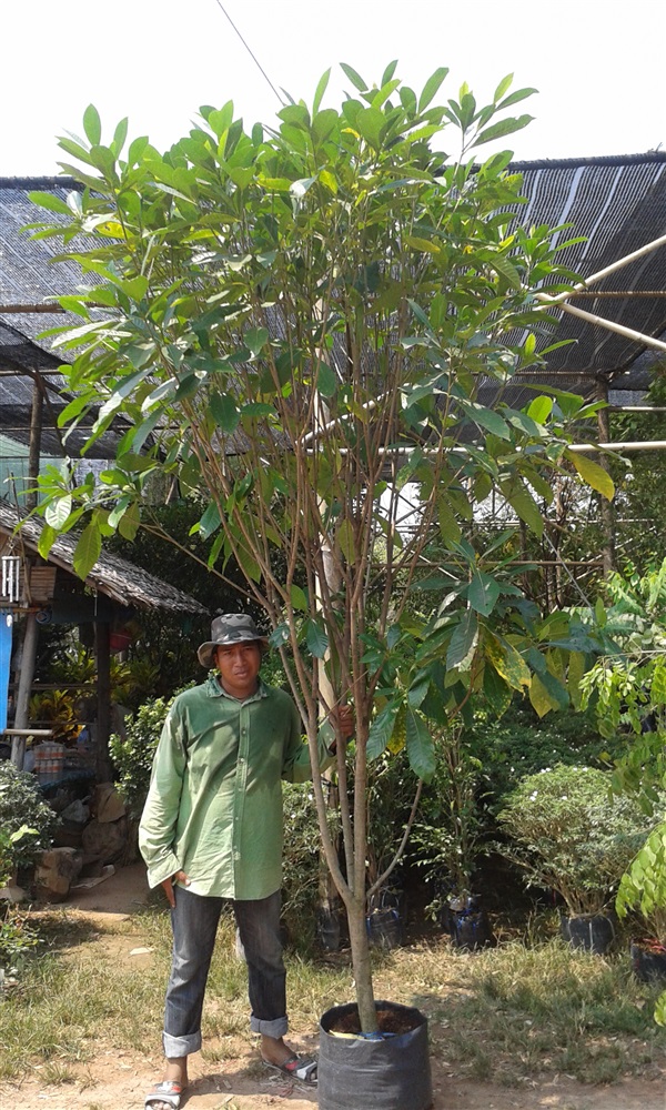 ต้นพุดภูเก็ต | สวนไม้ไทย - บางบัวทอง นนทบุรี