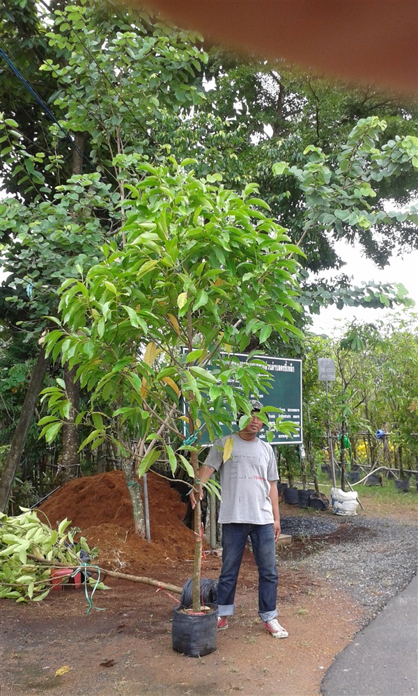 ต้นจำปี