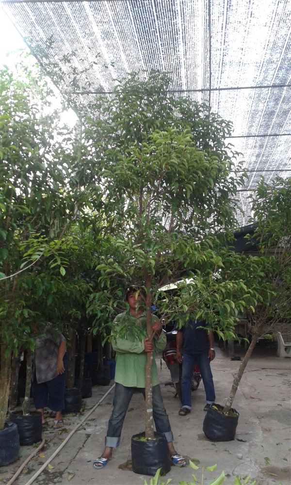 ต้นพิกุล/ปลูกฟรี | สวนไม้ไทย - บางบัวทอง นนทบุรี