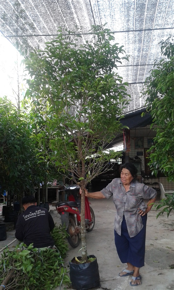 ต้นพิกุล | สวนไม้ไทย - บางบัวทอง นนทบุรี