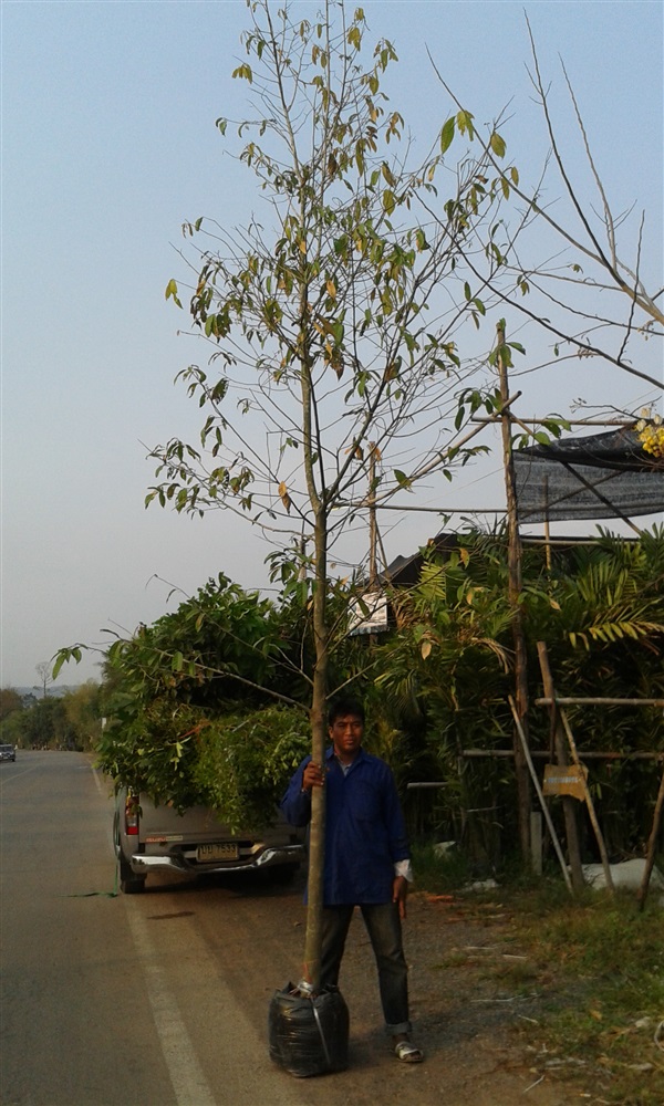 ต้นจันกระพ้อ | สวนไม้ไทย - บางบัวทอง นนทบุรี