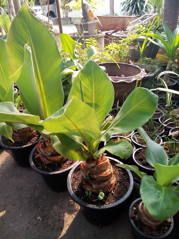 จำหน่ายกล้วยผา Ensente superbum  | สวนศรีชาวนา - เมืองปราจีนบุรี ปราจีนบุรี