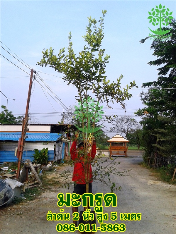 ขายต้นมะกรูดขุดล้อมแล้ว ลำต้น2นิ้วสูง5เมตร | จริงใจไม้มงคล แอนด์ แลนด์สเคป - ลำลูกกา ปทุมธานี