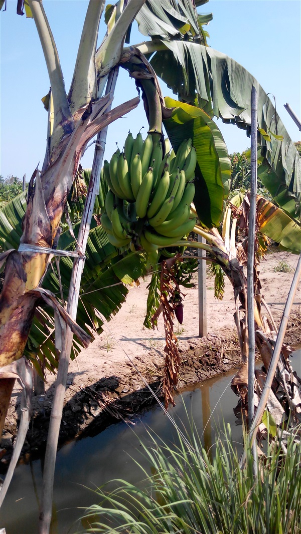 กล้วยหอม | บ้านสวน การ์เด้น - บางแพ ราชบุรี