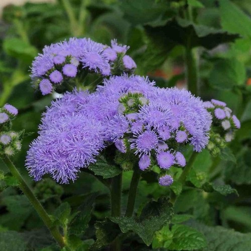 Ageratum : Blue อะเจอราตุ้ม / 100 เมล็ด | เพลิน การ์เด้น - บางบ่อ สมุทรปราการ