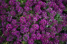 Alyssum : Purple อลิสซัม / 50 เมล็ด | เพลิน การ์เด้น - บางบ่อ สมุทรปราการ