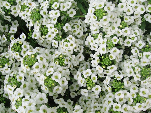 Alyssum : White อลิสซัม / 50 เมล็ด | เพลิน การ์เด้น - บางบ่อ สมุทรปราการ