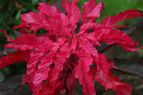 Amaranthus : Splendor อะมารันทัส / 30 เมล็ด