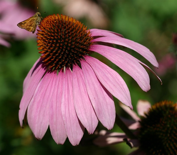 Echinacea : Purple อิชิเนเซีย / 50 เมล็ด | เพลิน การ์เด้น - บางบ่อ สมุทรปราการ